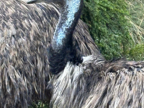 Ballarat Wildlife Park-巴拉瑞特必去景点