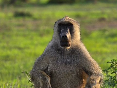 Flexivel Kenya Safaris-内罗毕必去景点