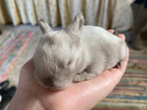 The Funny Farm-Kilchoan必去景点