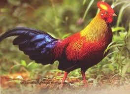 Sri Lanka Wide Tours-科伦坡必去景点