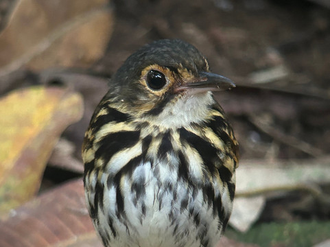 Birding Pipeline Panama-甘博阿必去景点