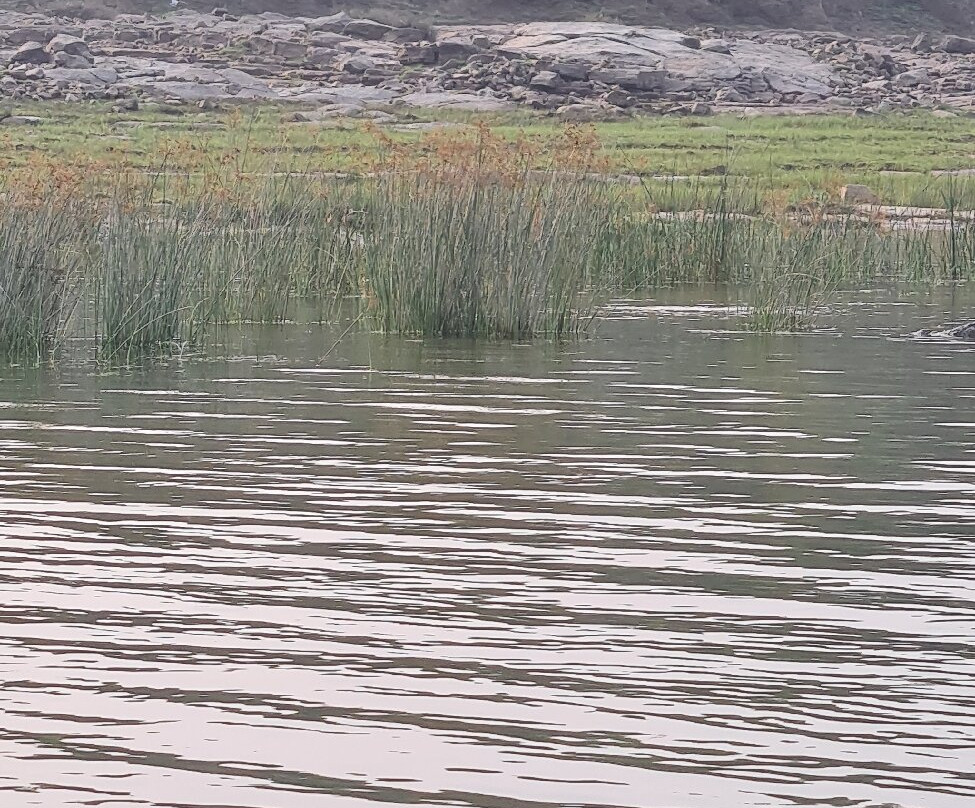 National Chambal Sanctuary-瑟瓦伊马托布尔必去景点