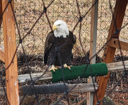 Badger Run Wildlife Rehab-克拉马斯福尔斯必去景点