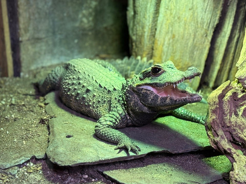 Micro Zoo-圣马洛必去景点