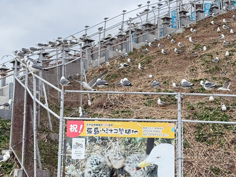 Kabushima Shrine-八户市必去景点