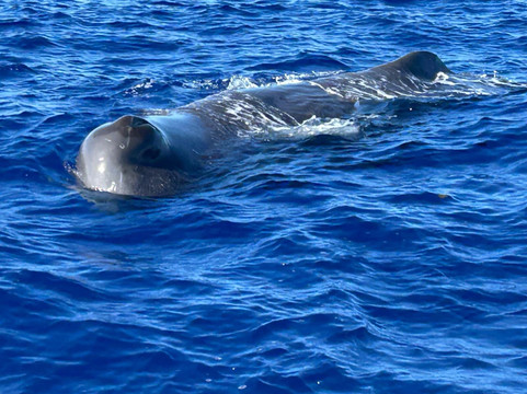 One Love Co Ltd.-毛里求斯必去景点