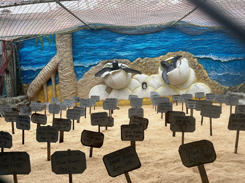 Ahungalla Sea Turtles Conservation And Research Center-亚洪加拉必去景点