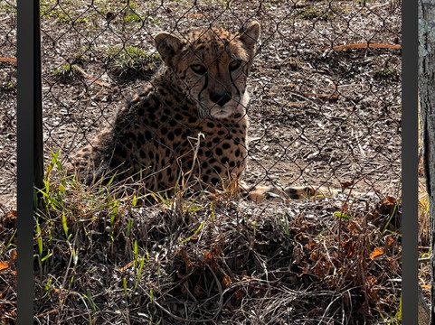 哥伦布动物园-Powell必去景点