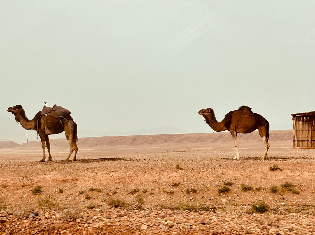 Amazigh Emotions - Day Tours-伊拉悉迪亚必去景点