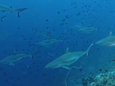 Jerrys Dive Club Rasdhoo-拉斯胡必去景点