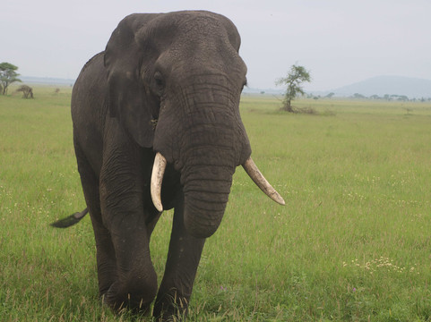 Thomson Safaris-塞伦盖蒂国家公园必去景点