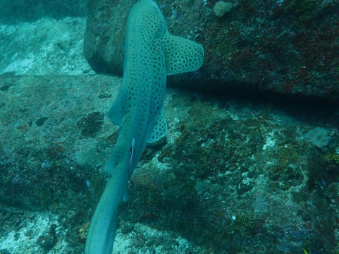 夏基潜水中心-卡伦必去景点