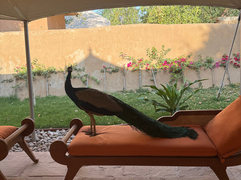 齐普尔奥拜瑞拉杰维拉斯酒店主图