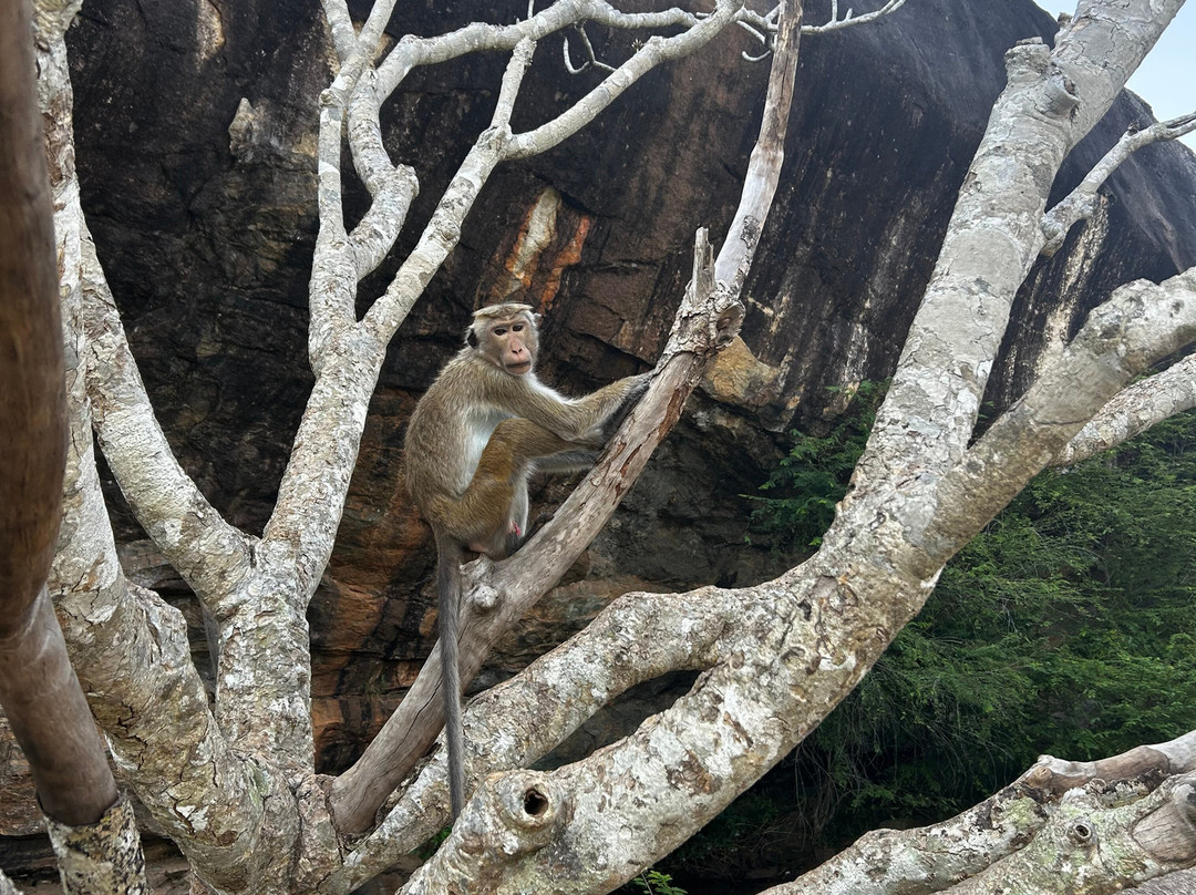 Kokotours (кокотур)-加勒必去景点