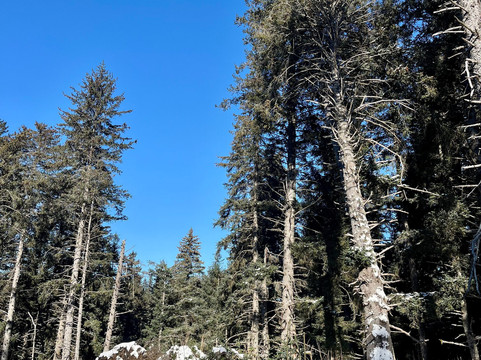 Seldovia Nature Tours-Seldovia必去景点