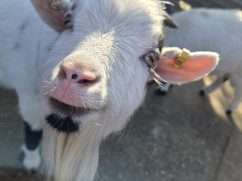 Little Goats At Brockenhurst-Brockenhurst必去景点