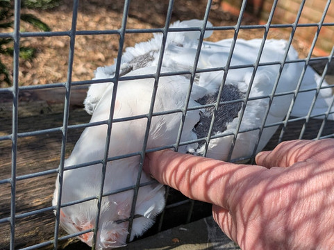Lincolnshire Wildlife Park-Friskney必去景点