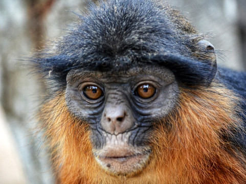 Monkey Park Senegambia