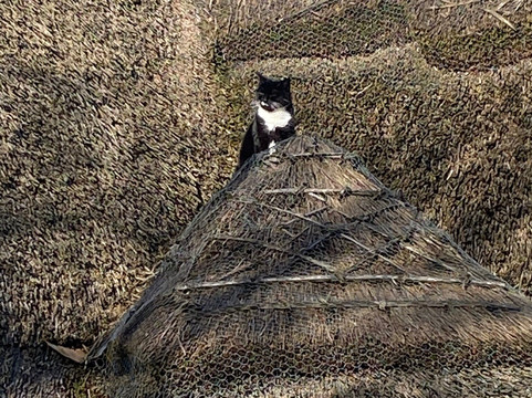 Kings Head Inn主图