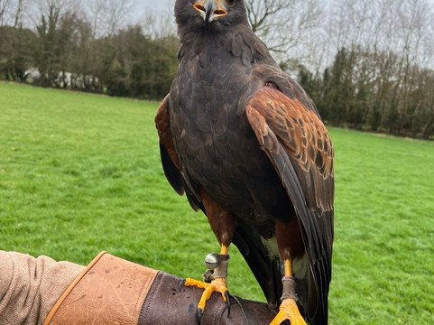 Hawkeye School of Falconry-基尔肯尼必去景点