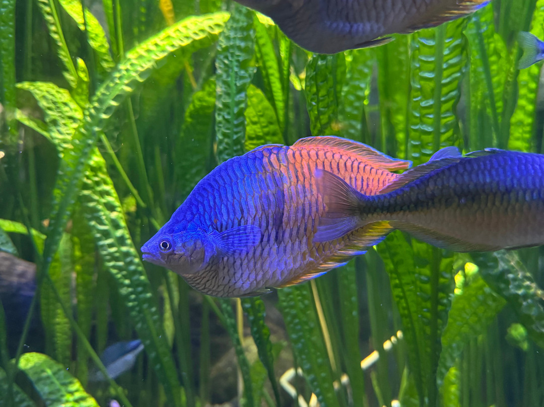 Aquarium De Touraine-Lussault-sur-Loire必去景点