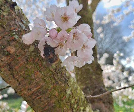 Chiddingstone Castle-Chiddingstone必去景点
