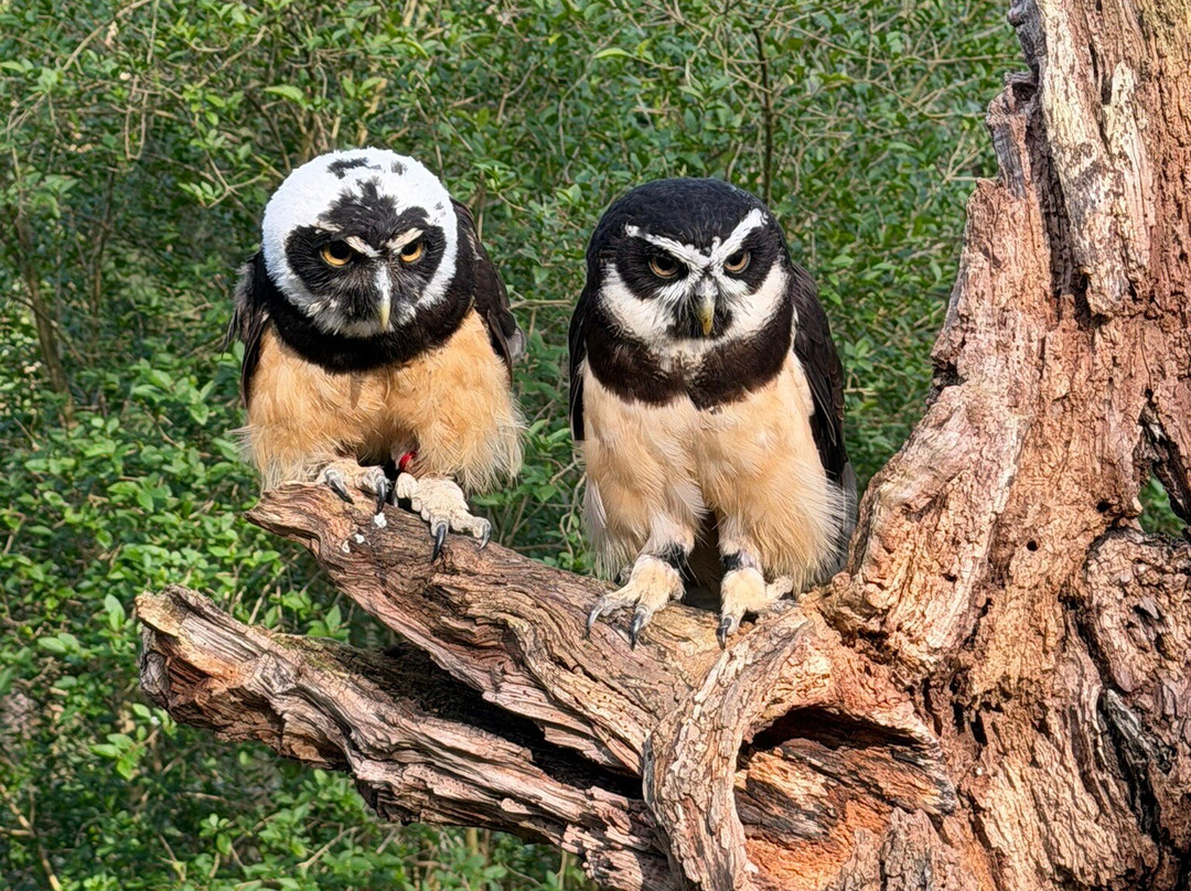 Bird of Prey Experiences - Hawkeye Falconry UK-Thoresby必去景点