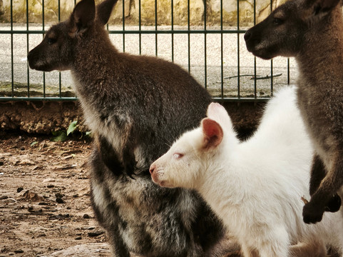 Safari Zoo Mallorca-萨可马必去景点