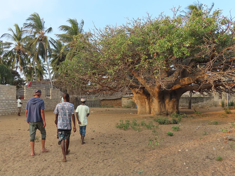 Lady Lamu Dhow-拉穆岛必去景点
