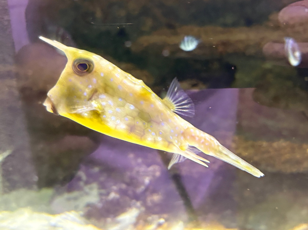 Odysseo Oceanarium Mauritius-路易士港必去景点