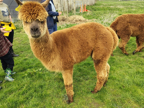 Frankly Farm Tours-Broseley必去景点