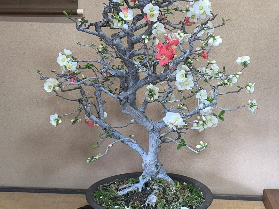 春花园 BONSAI 美术馆-江戸川区必去景点