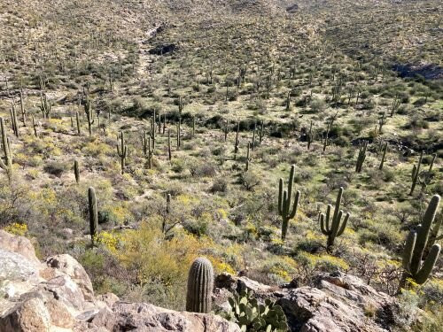 Cactus Forest Drive-图森必去景点