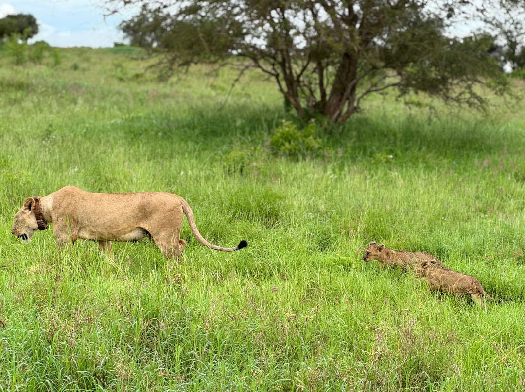 Chacal Expeditions - Day Tours-蒙巴萨必去景点