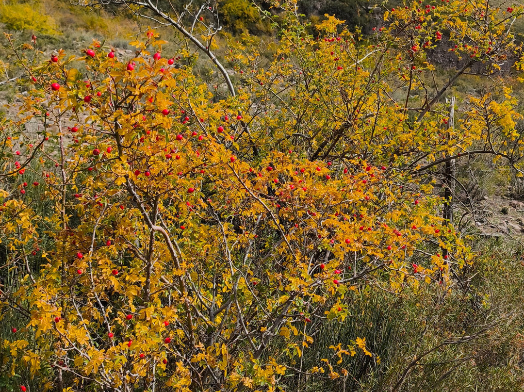 Cabalgatas Mendoza: Los Chacayes-门多萨必去景点