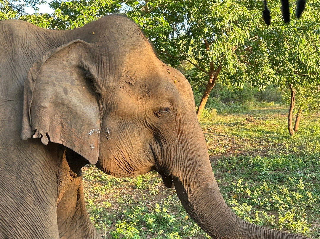 Udawalawe Safari Jeep With Guides-乌达瓦拉维国家公园必去景点