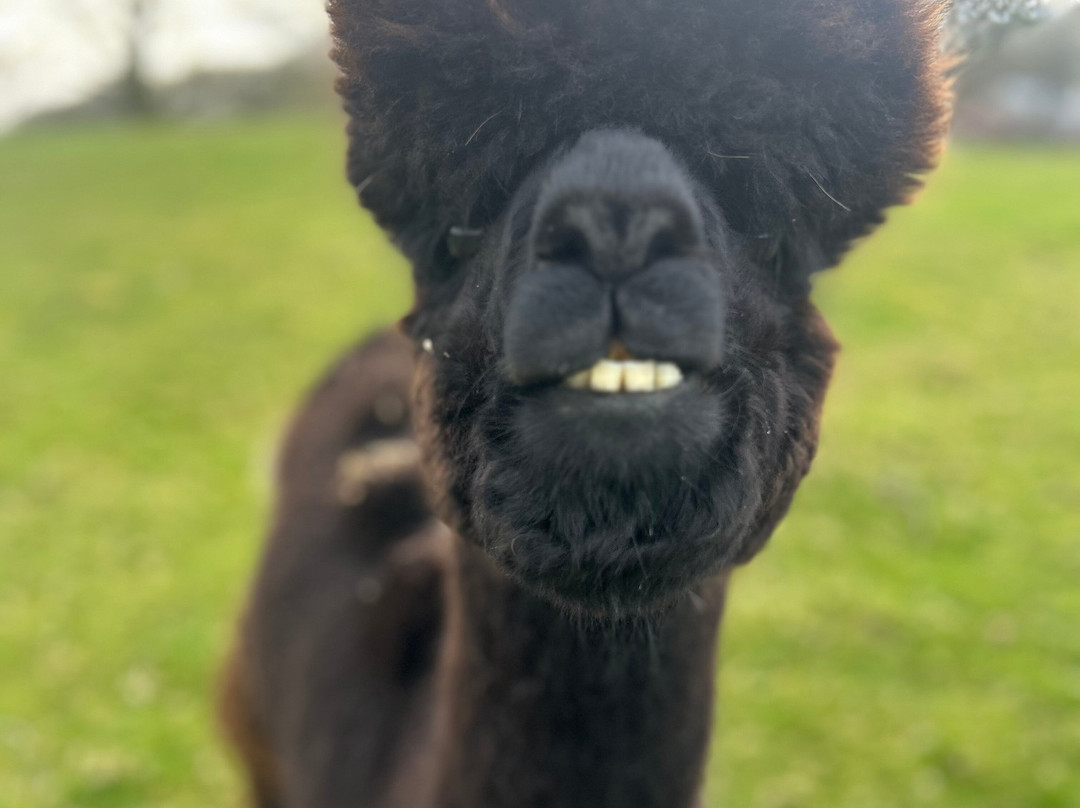 Woolly Experiences Therapy Farm-Mold必去景点