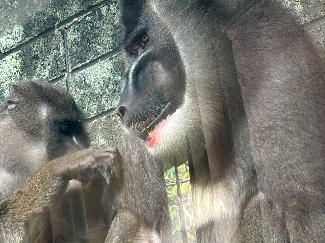 Fota Wildlife Park-Carrigtwohill必去景点