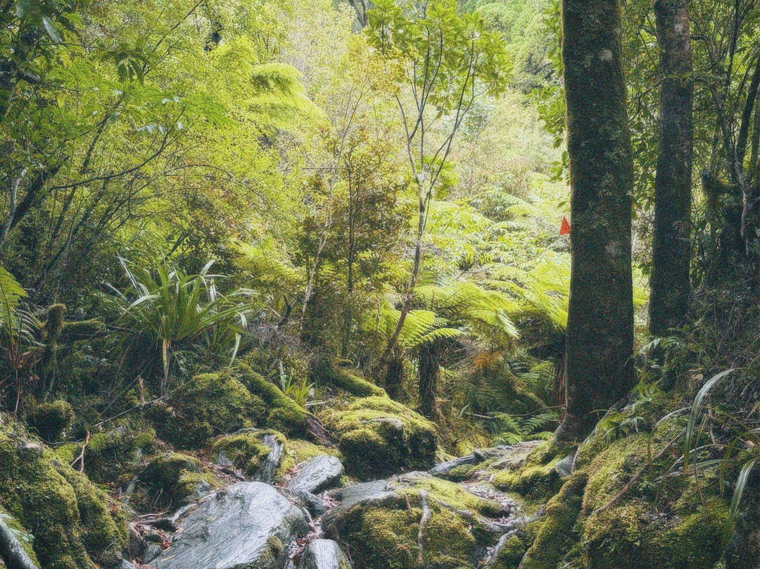 Roberts Point Track-弗朗茨约瑟夫（冰川）必去景点