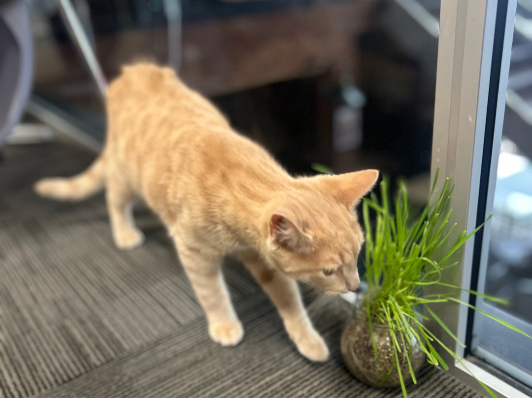 Neko Ngeru Cat Cafe-下赫特必去景点