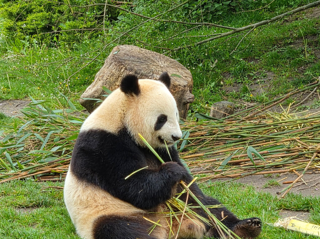 ZooParc de Beauval-圣艾尼昂必去景点