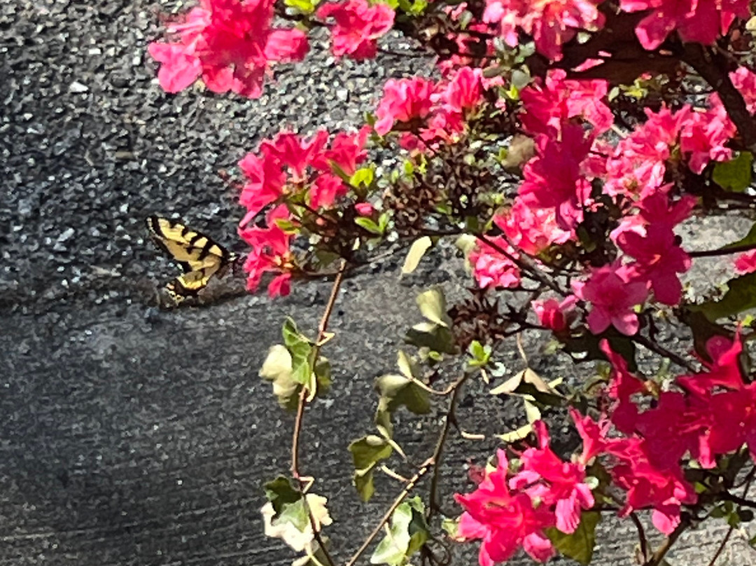 大雾山丘陵地带的Outland小木屋及套房主图