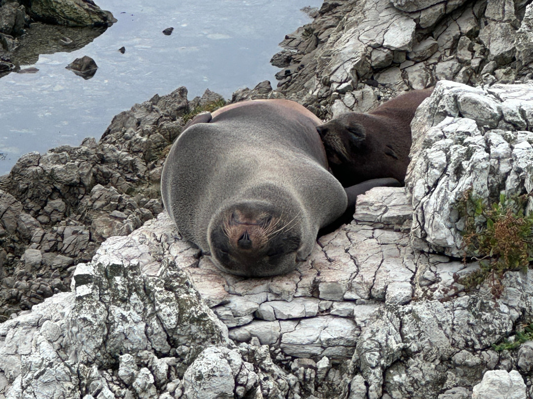 凯库拉毛皮海狮聚集区-Kaikoura必去景点
