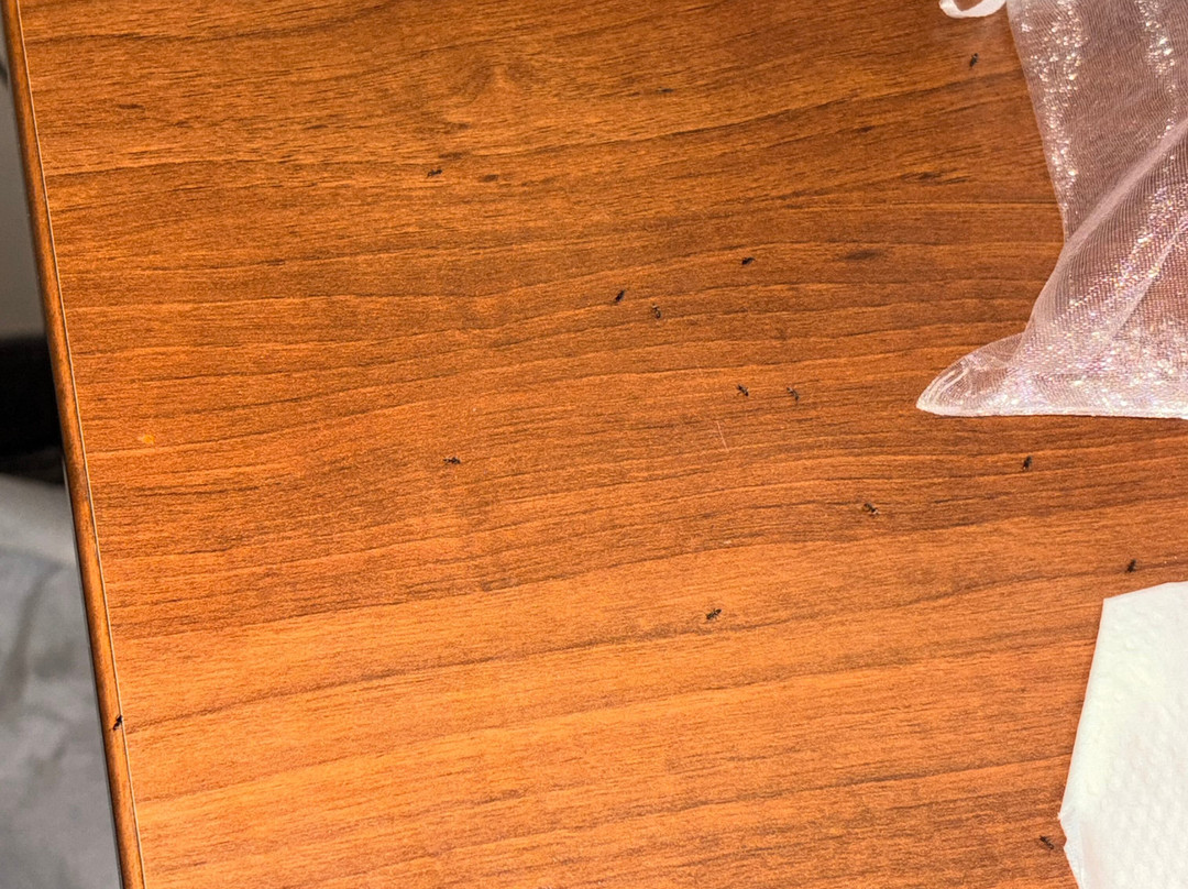 特雷霍特德鲁里套房酒店主图