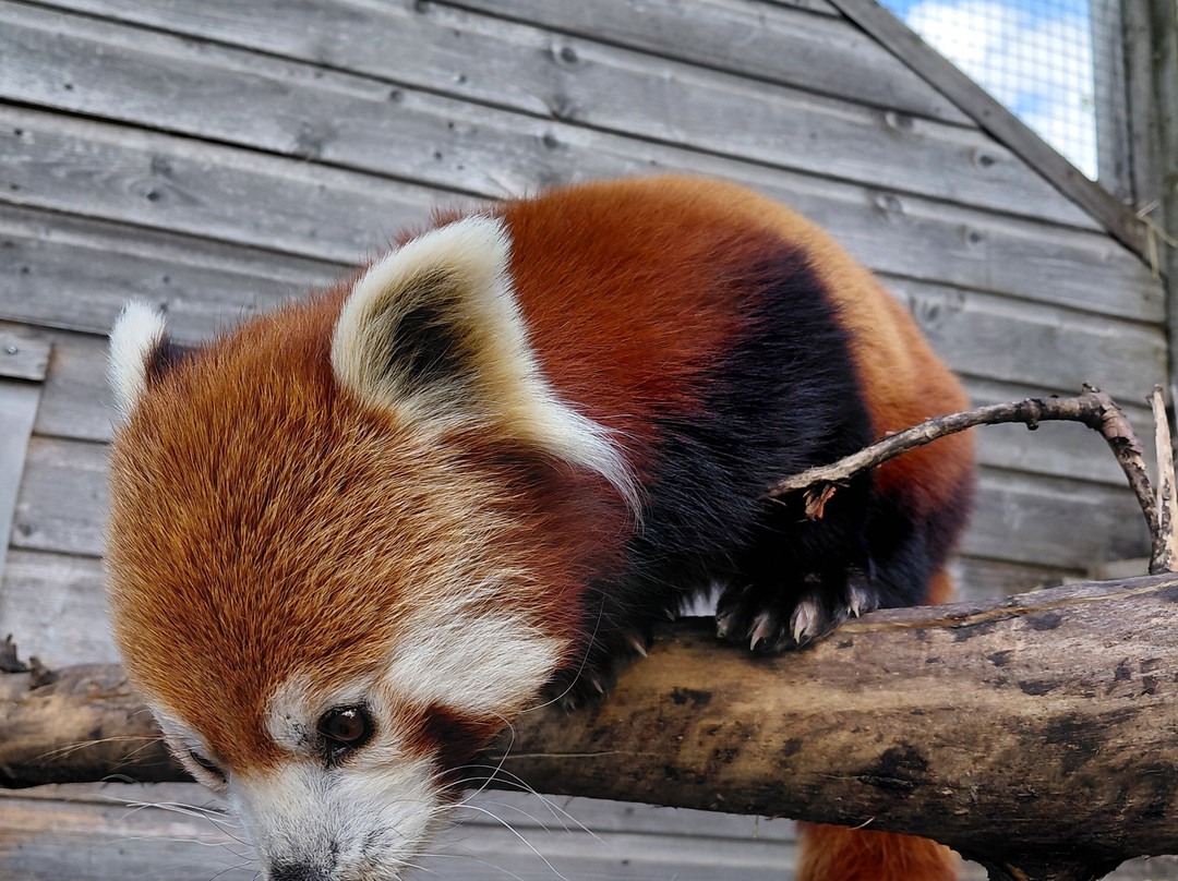 Yorkshire Wildlife Park-Auckley必去景点