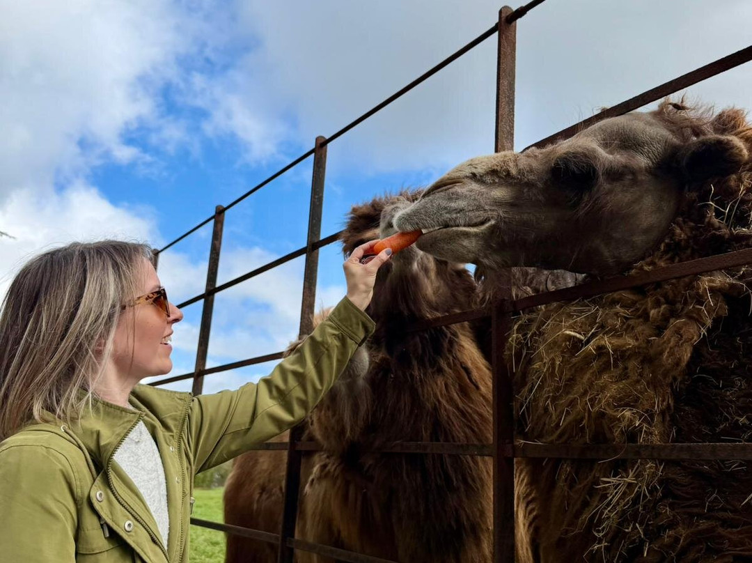 Woburn Safari Park-Woburn必去景点