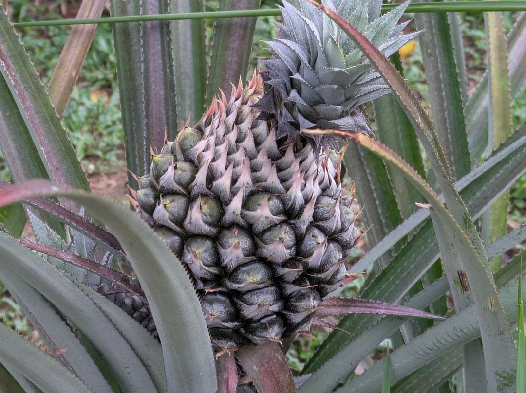 Langkawi Cooking School at Buluh & Tebing Organic Farm-兰卡威必去景点