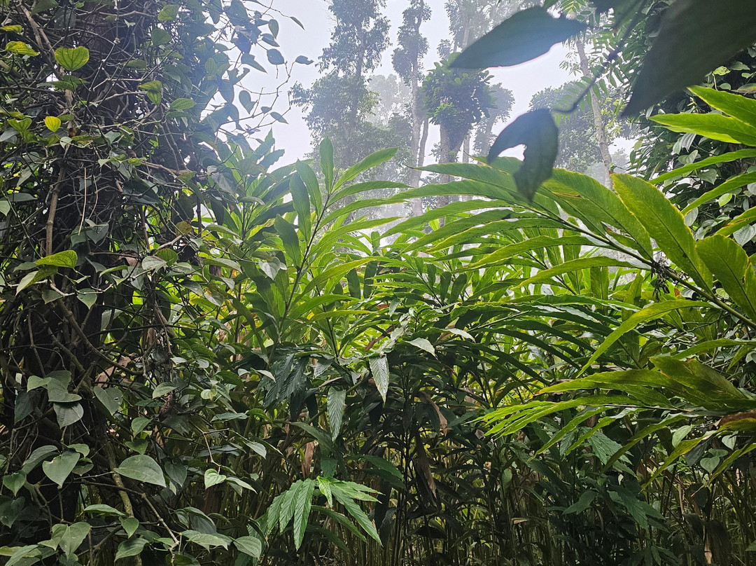 Amaana Plantation Resort主图