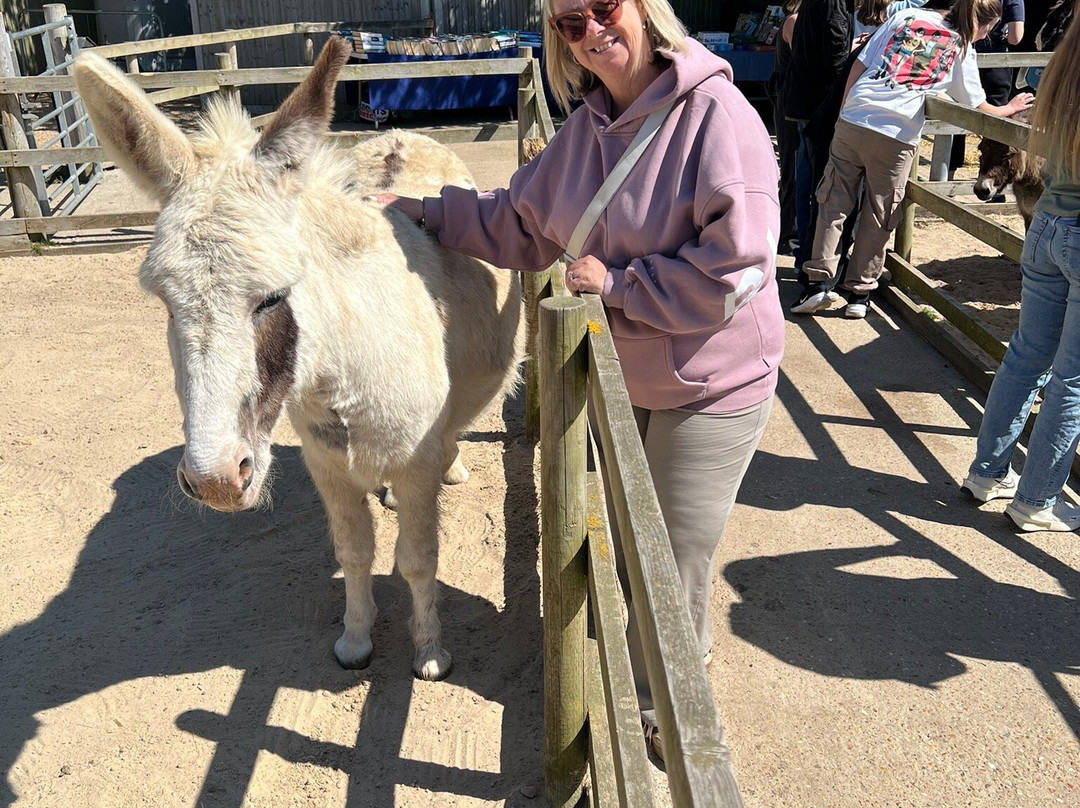 Hayling Island Donkey Sanctuary-海灵岛必去景点