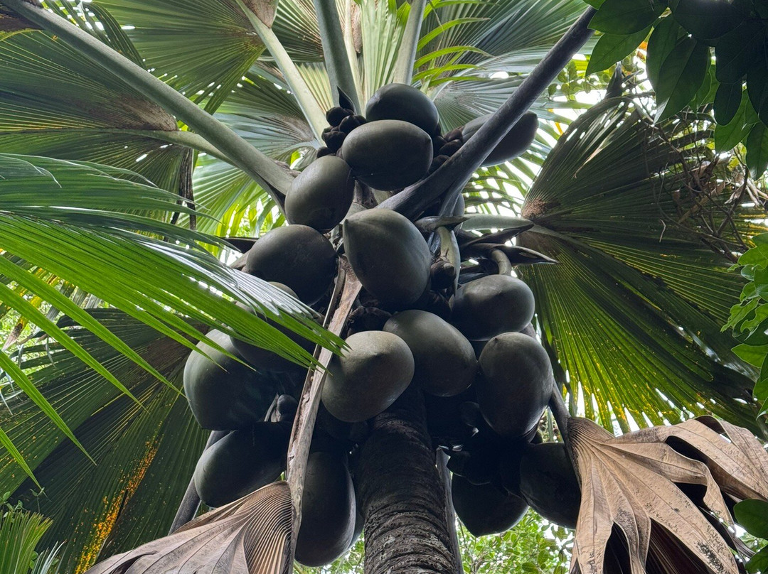 Edelweiss Tours, Seychellen-普拉兰岛必去景点